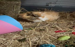 Guinea Pig rodents for sale: 2 Female Guinea Pigs - Image 7