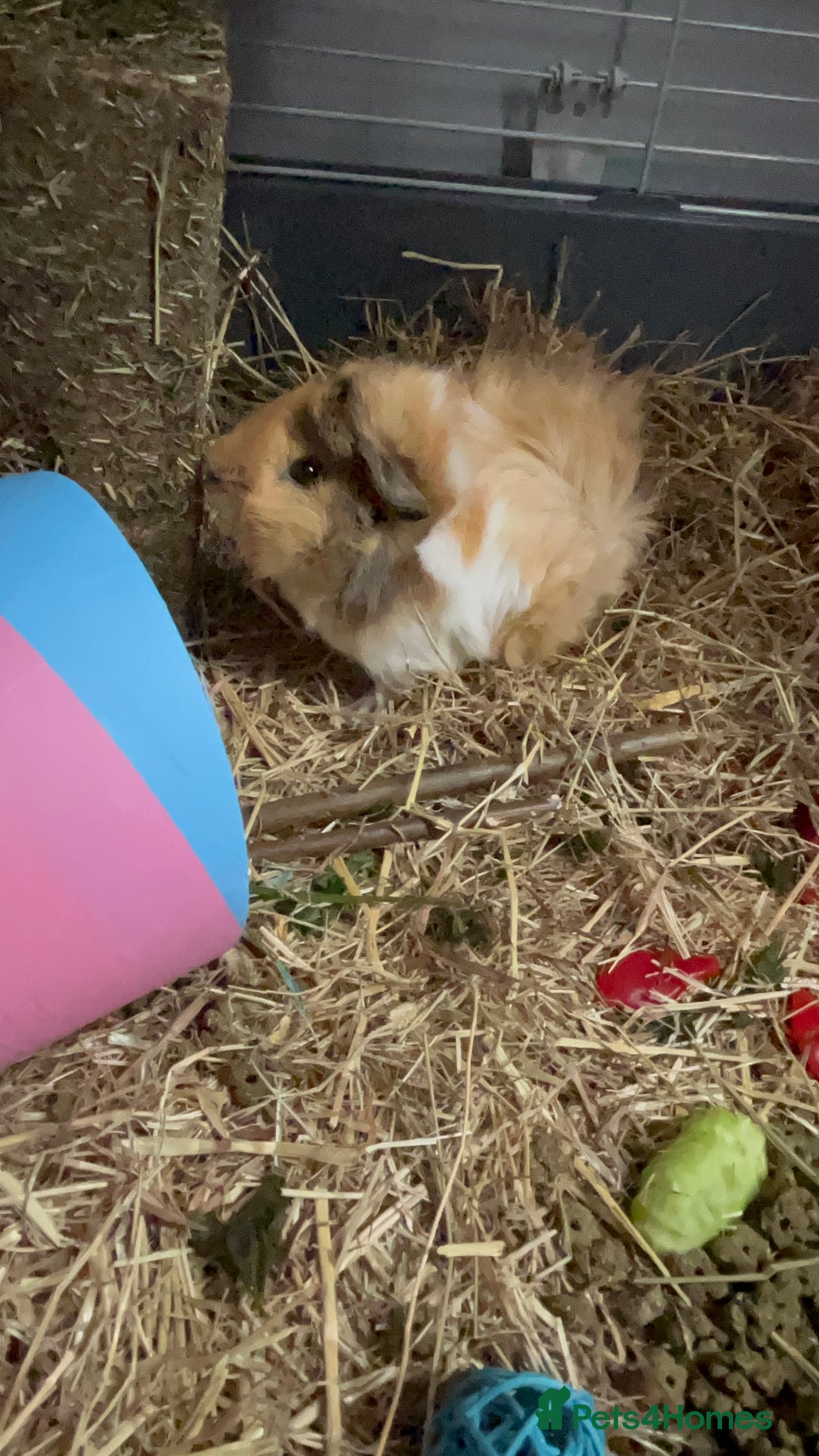 Guinea Pig rodents for sale: 2 Female Guinea Pigs - Image 7
