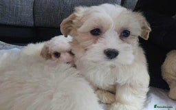 Mixed Breed dogs for sale: Ready to go - Image 1