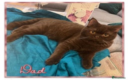 British Shorthair cats for sale: British shorthair kittens - Advert 3