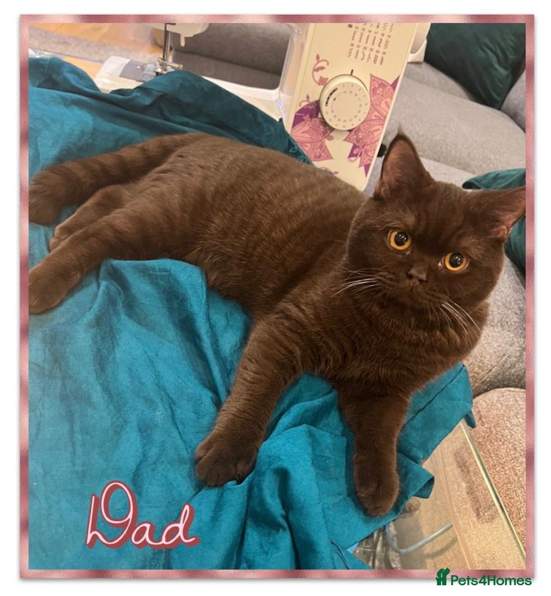 British Shorthair cats for sale: British shorthair kittens - Advert 3