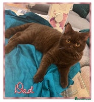 British Shorthair cats British shorthair kittens - Advert 6