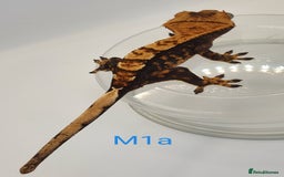 Gecko reptiles for sale: Juvenile Crested Geckos - Image 16