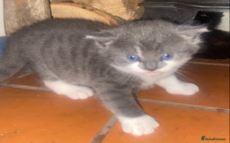 Mixed Breed cats for sale: Cute Fluffy Kittens  - Image 2