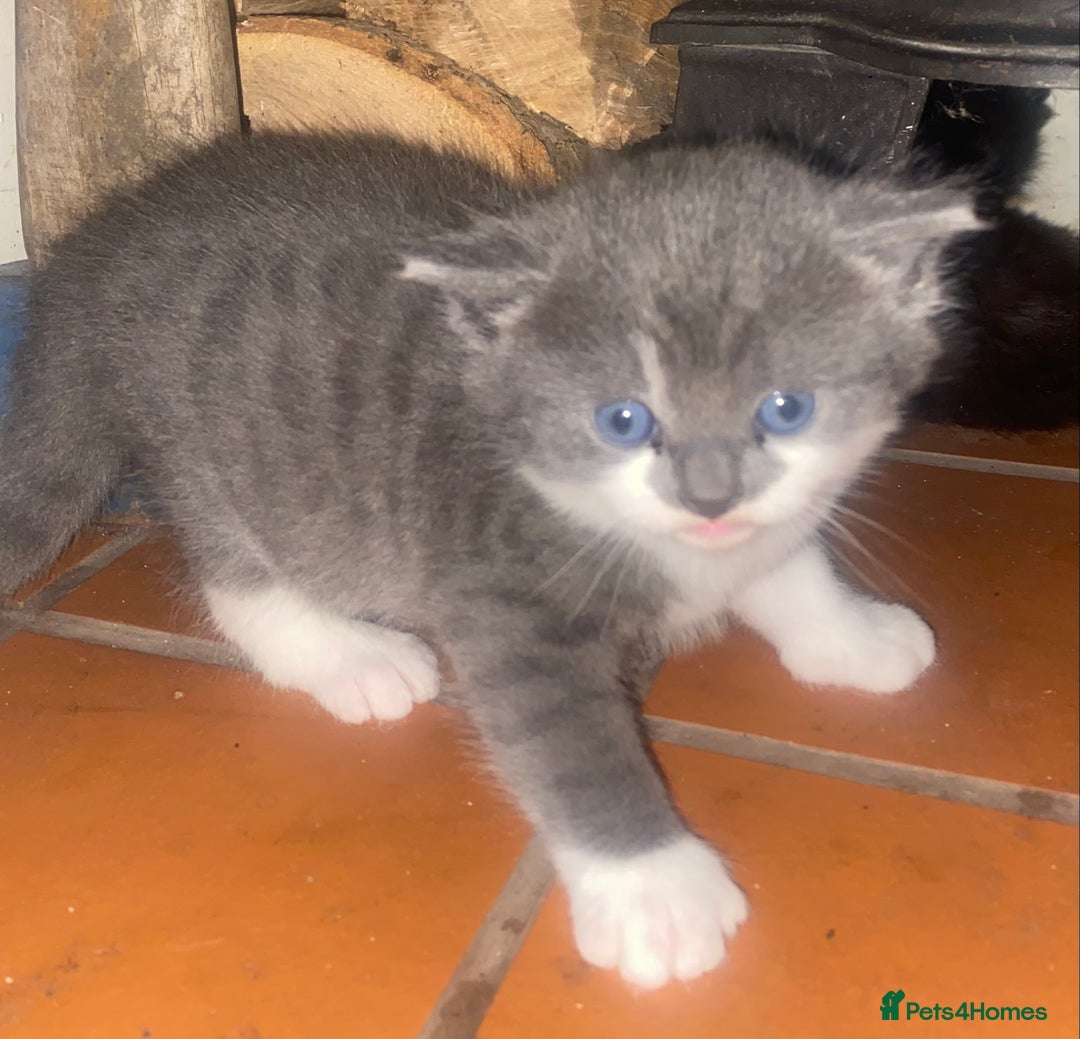 Mixed Breed cats for sale: Cute Fluffy Kittens  - Image 2