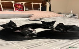 Mixed Breed cats for sale: 5 Gorgeous Happy Babies (Ready to Go) - Image 5