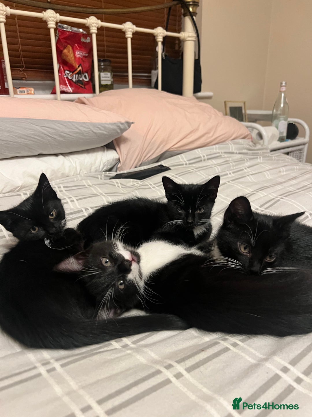 Mixed Breed cats for sale: 5 Gorgeous Happy Babies (Ready to Go) - Image 5