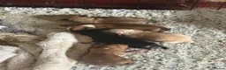Mixed Breed dogs for sale: Miniature dachshund X puppies  - Advert 5