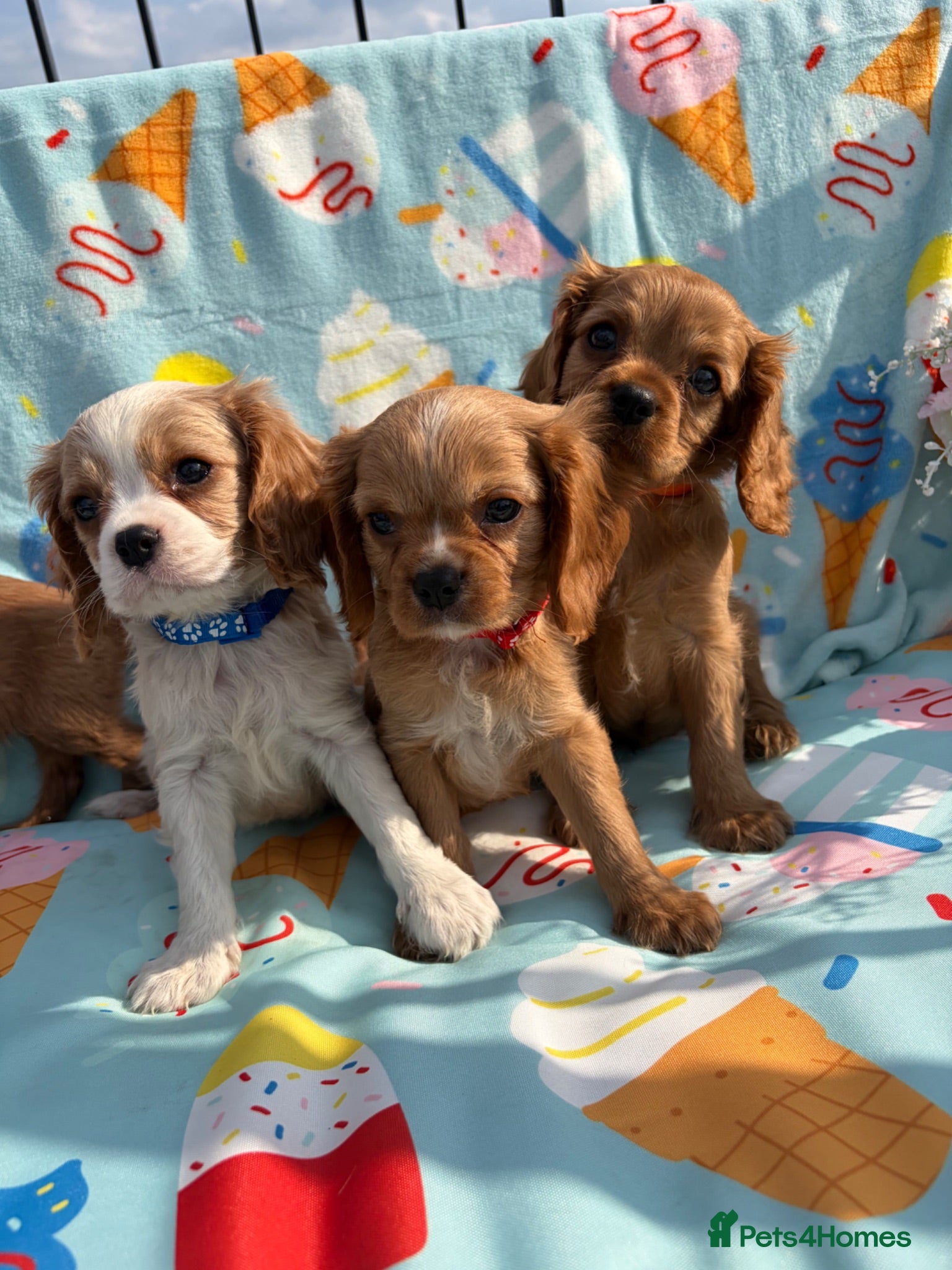 Cavalier King Charles Spaniel dogs 🐾AMAZING KC REGISTERED CAVALIERS 🐾 - Advert 1