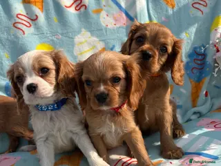 Cavalier King Charles Spaniel dogs 🐾AMAZING KC REGISTERED CAVALIERS 🐾 - Advert 1