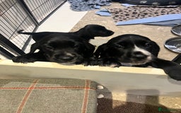 Bocker dogs for sale: Bocker Puppies for Sale - Image 12