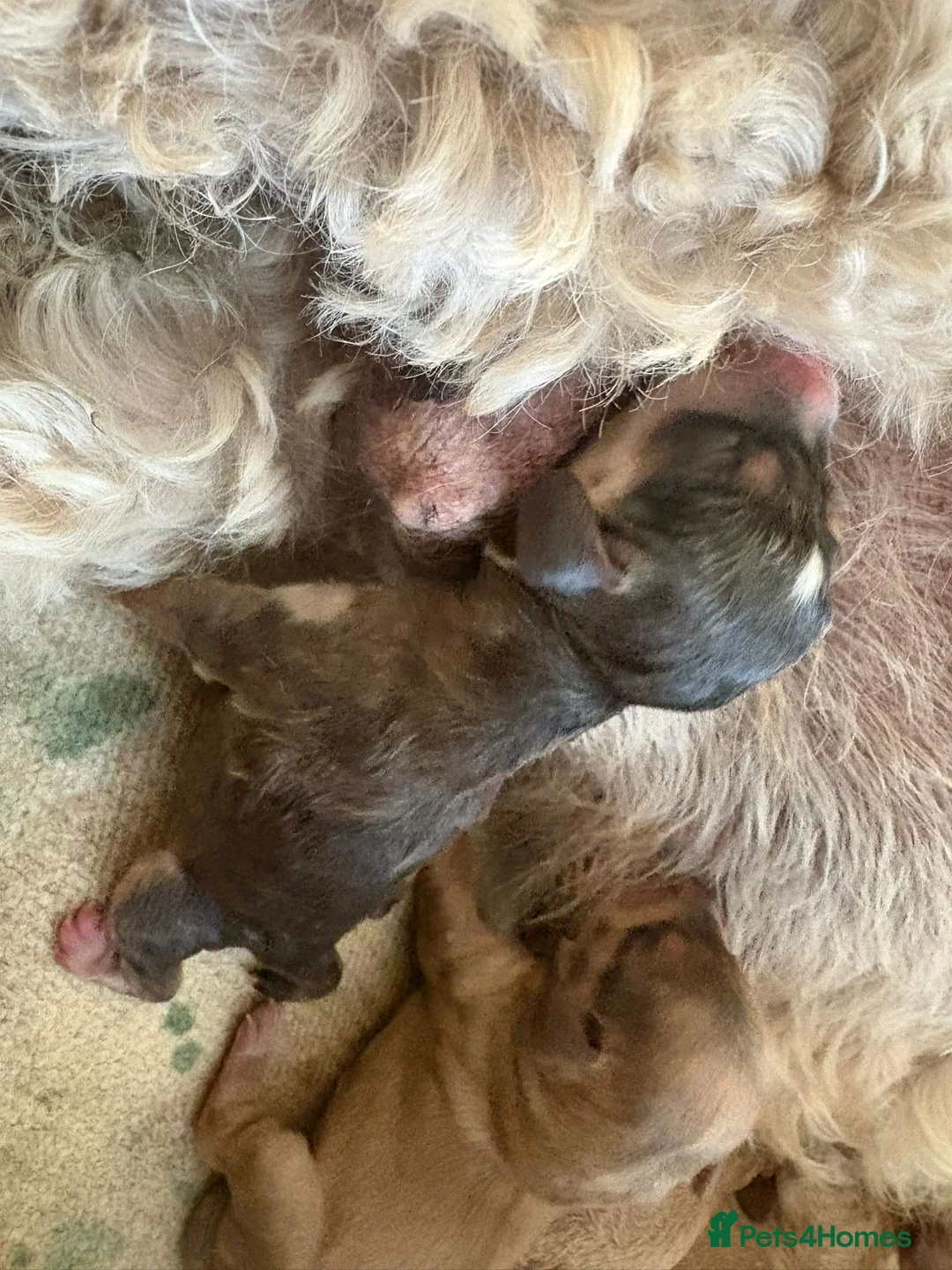 Cockapoo dogs for stud: Extensively DNA tested, experienced Sable Cockapoo in Wrexham - Advert 11