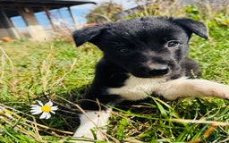 Border Collie dogs for sale: Gorgeous Border Collie puppies  - Image 10