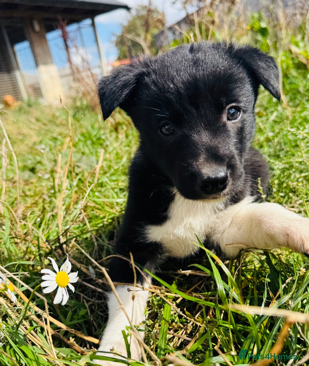 Border Collie dogs for sale: Gorgeous Border Collie puppies  - Image 10