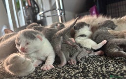 British Shorthair cats for sale: British shorthair kittens  - Image 28