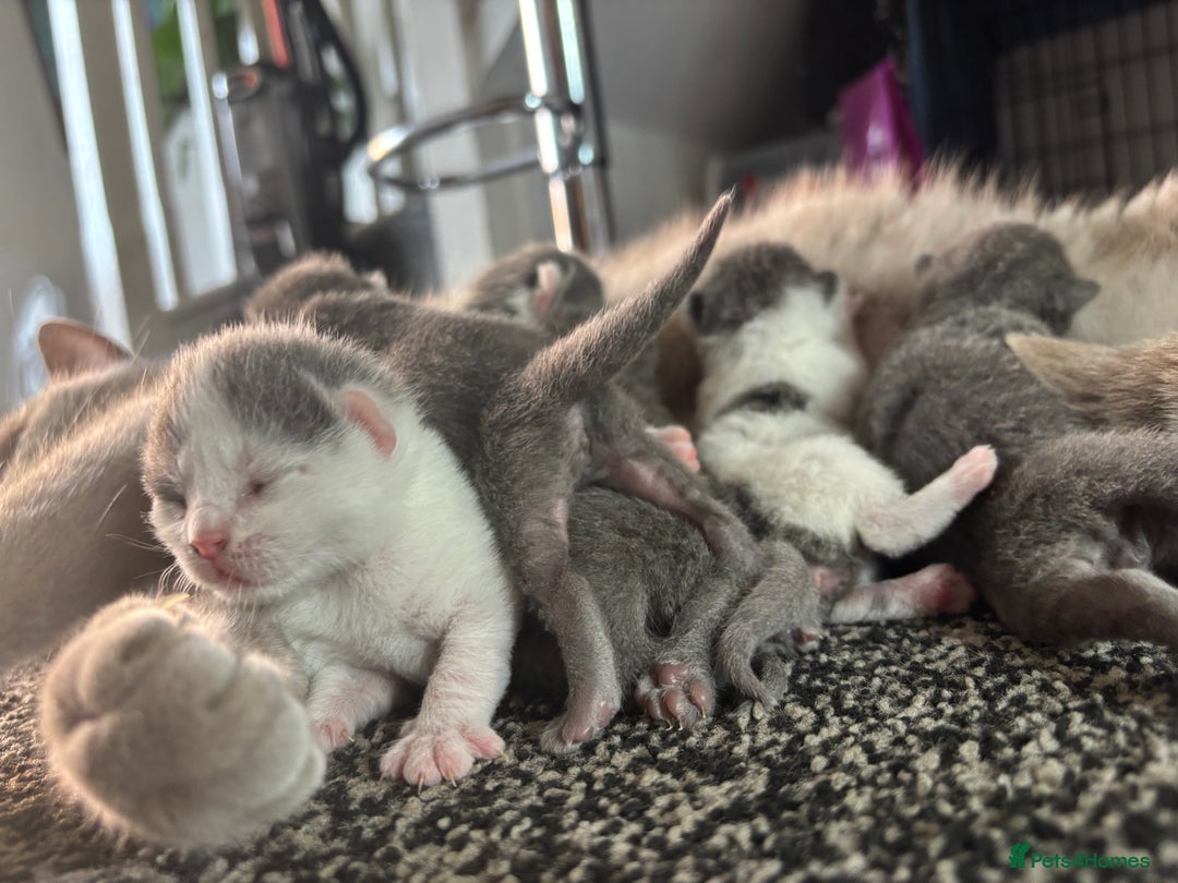 British Shorthair cats for sale: British shorthair kittens  - Image 28