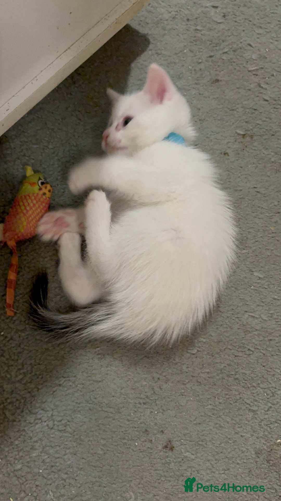 Domestic Shorthair cats for sale: Domestic Shorthairs - 6 Left - Advert 10