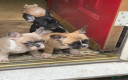 French Bulldog dogs for sale: French bulldog - Image 26