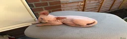 Sphynx cats for sale: Beautiful Sphynx Kittens 🐈‍⬛🐾🐾 - Advert 30