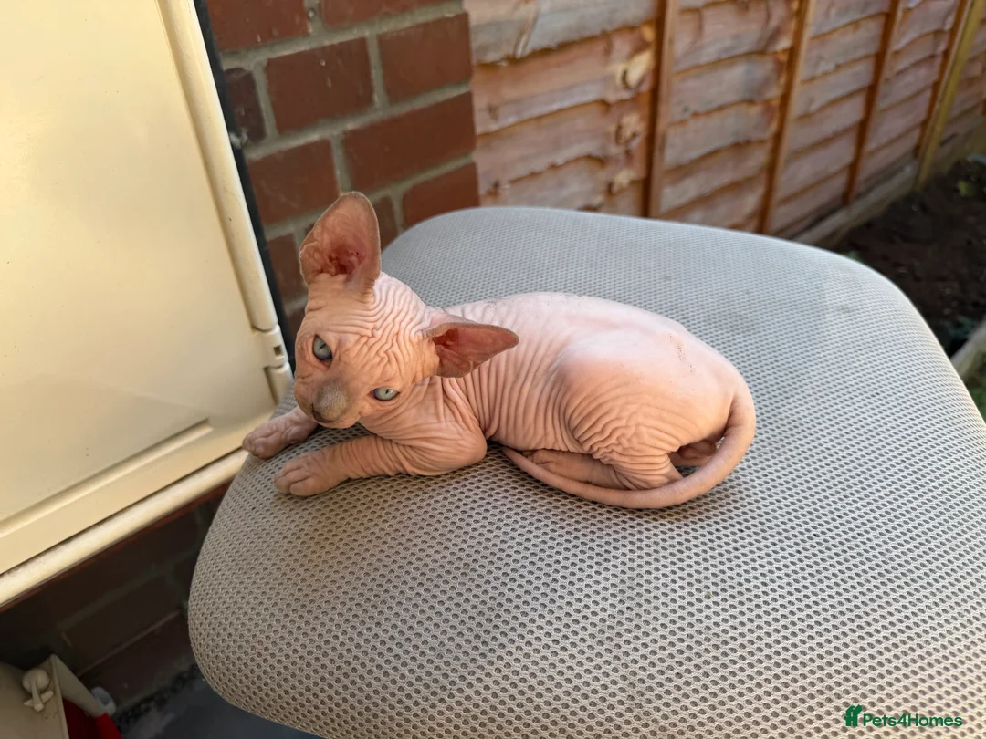 Sphynx cats for sale: Beautiful Sphynx Kittens 🐈‍⬛🐾🐾 - Advert 30