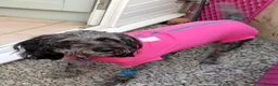 Mixed Breed dogs for sale: 6 Year Old Girl - Advert 2