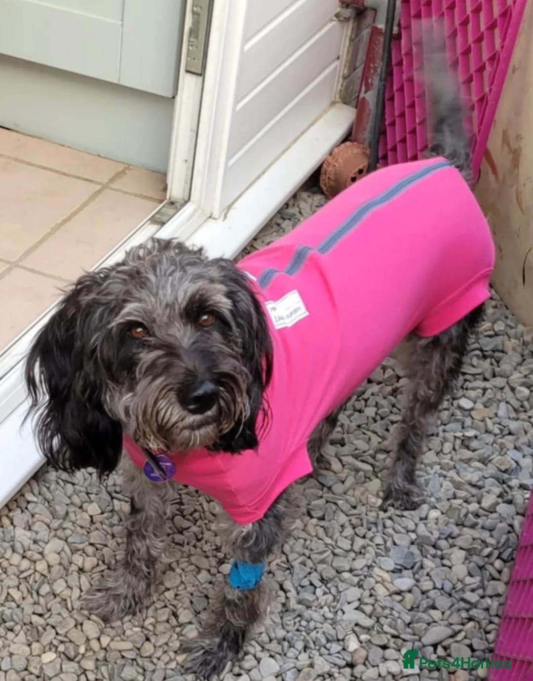 Mixed Breed dogs for sale: 6 Year Old Girl - Advert 2