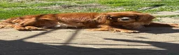 Cavalier King Charles Spaniel dogs for sale: Cavalier King Charles spaniels  - Advert 2