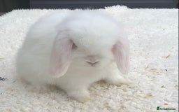 Mini Lop rabbits for sale: Mini lop buck - Image 3