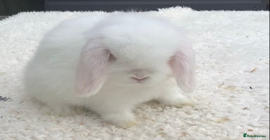 Mini Lop rabbits - Advert 2