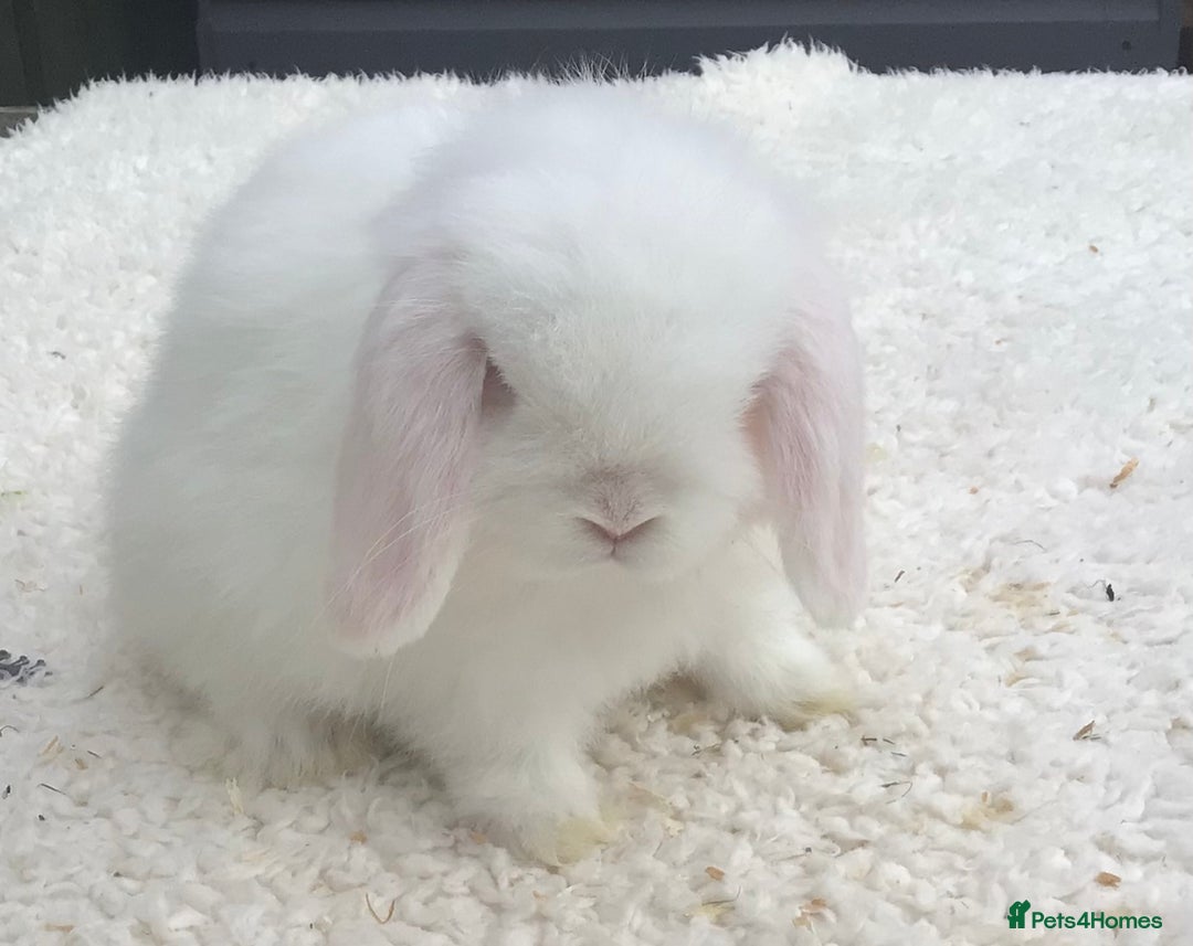 Mini Lop rabbits for sale: Mini lop buck - Image 3