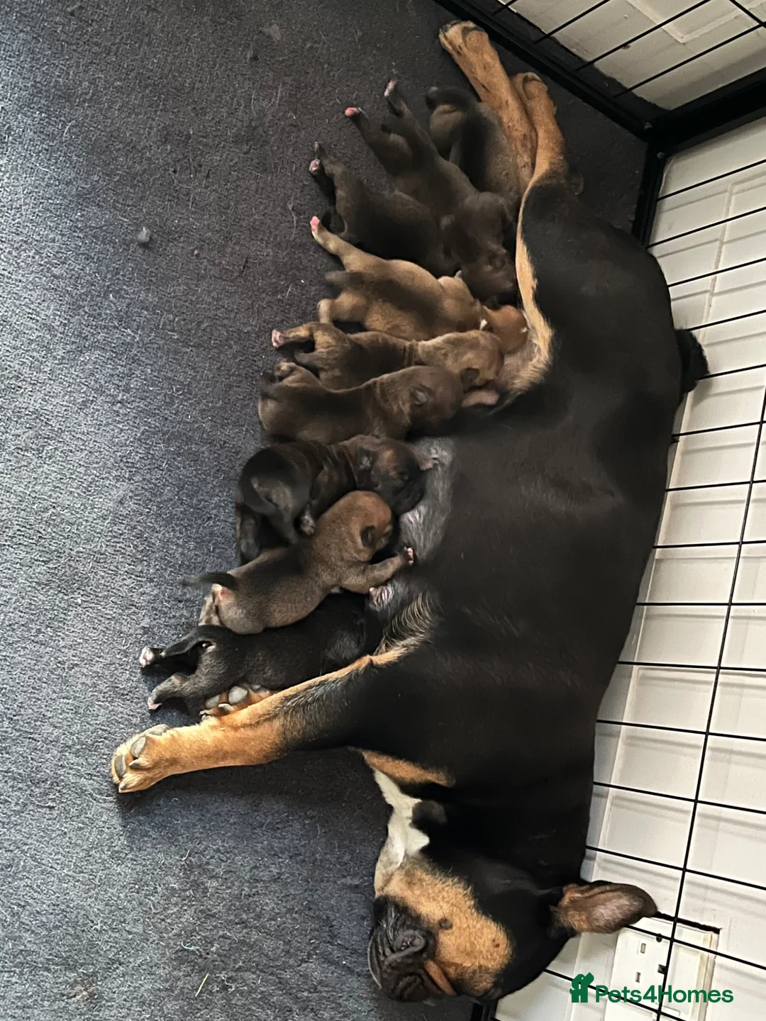 Mixed Breed dogs for sale: 8 Bullpei x French BullDog puppies for sale  - Advert 2