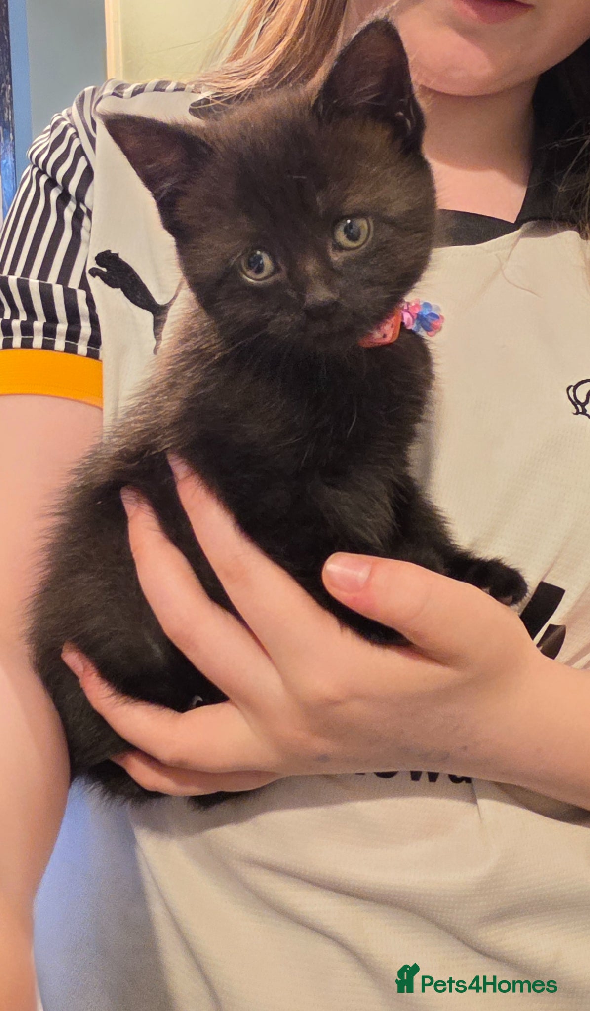 Mixed Breed cats Black female kitten for sale - Advert 8