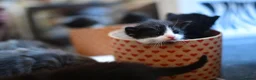 Mixed Breed cats for sale: B&W Kitten looking 4 home  - Advert 17