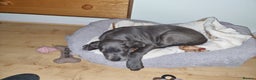 Great Dane dogs for sale: Female Great Dane Puppy Looking for Forever Home - Advert 6