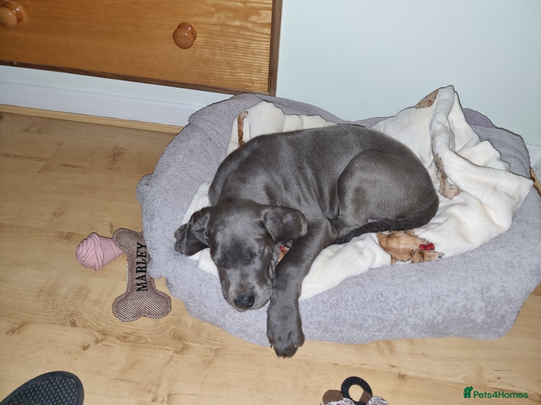 Great Dane dogs for sale: Female Great Dane Puppy Looking for Forever Home - Advert 6