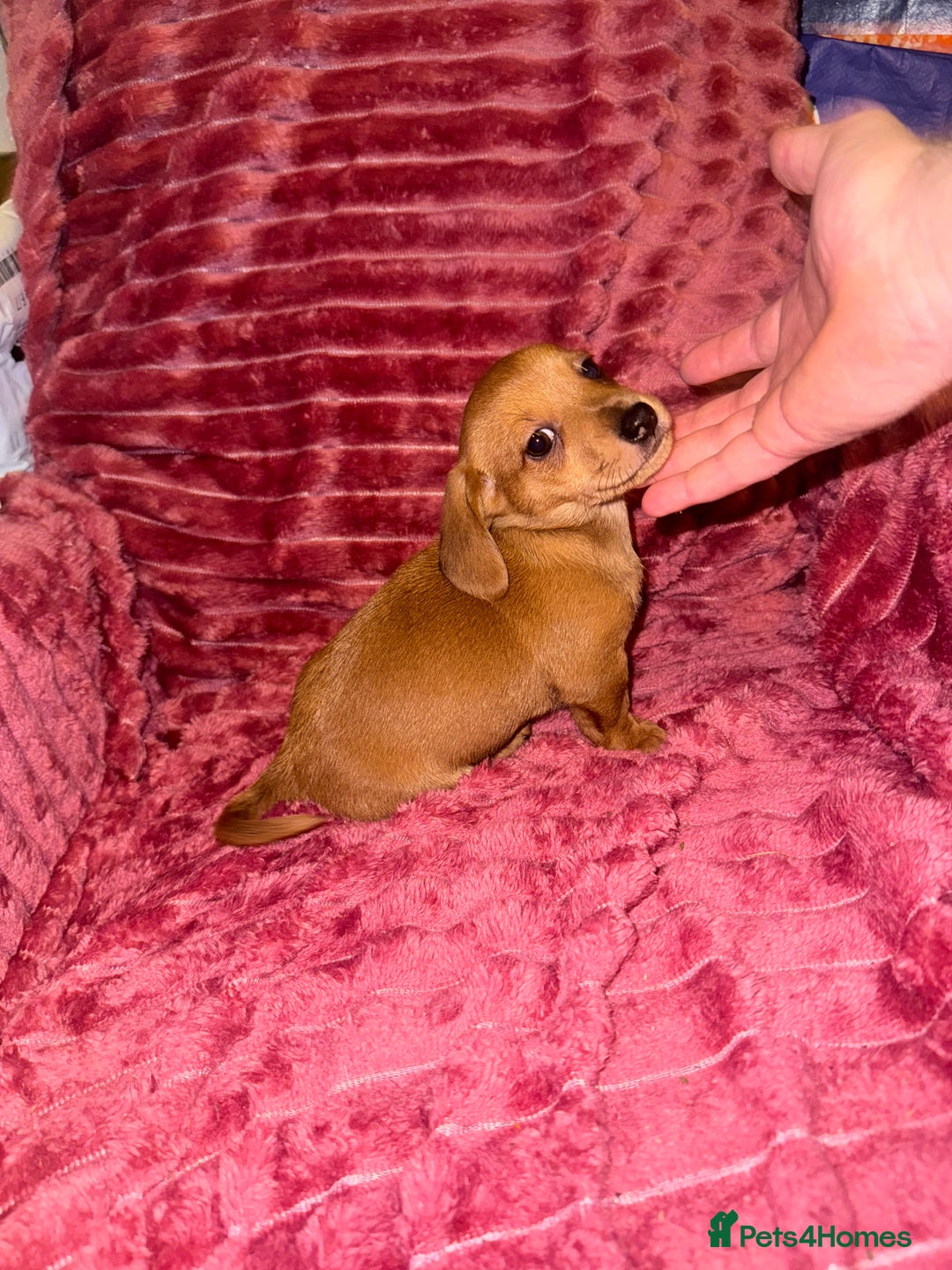 Mixed Breed dogs for sale: Chiweenies for sale - Advert 5