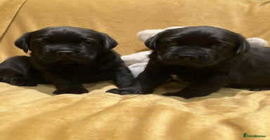 Labrador Retriever dogs Bonny Black Labrador Girls - Advert 16