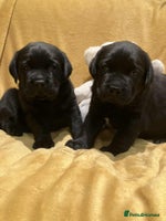 Labrador Retriever dogs Bonny Black Labrador Girls - Advert 5