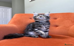 Maine Coon cats for sale: ✨Maine Coon Kittens Available - Champion Pedigree✨ - Image 11