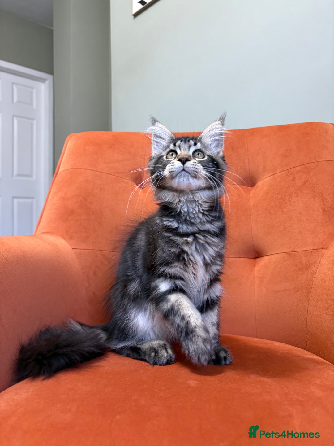 Maine Coon cats for sale: ✨Maine Coon Kittens Available - Champion Pedigree✨ - Image 11