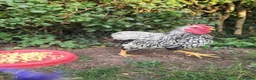 Chickens poultry for sale: Silkie, wayandotte chicken in King's Lynn - Advert 4