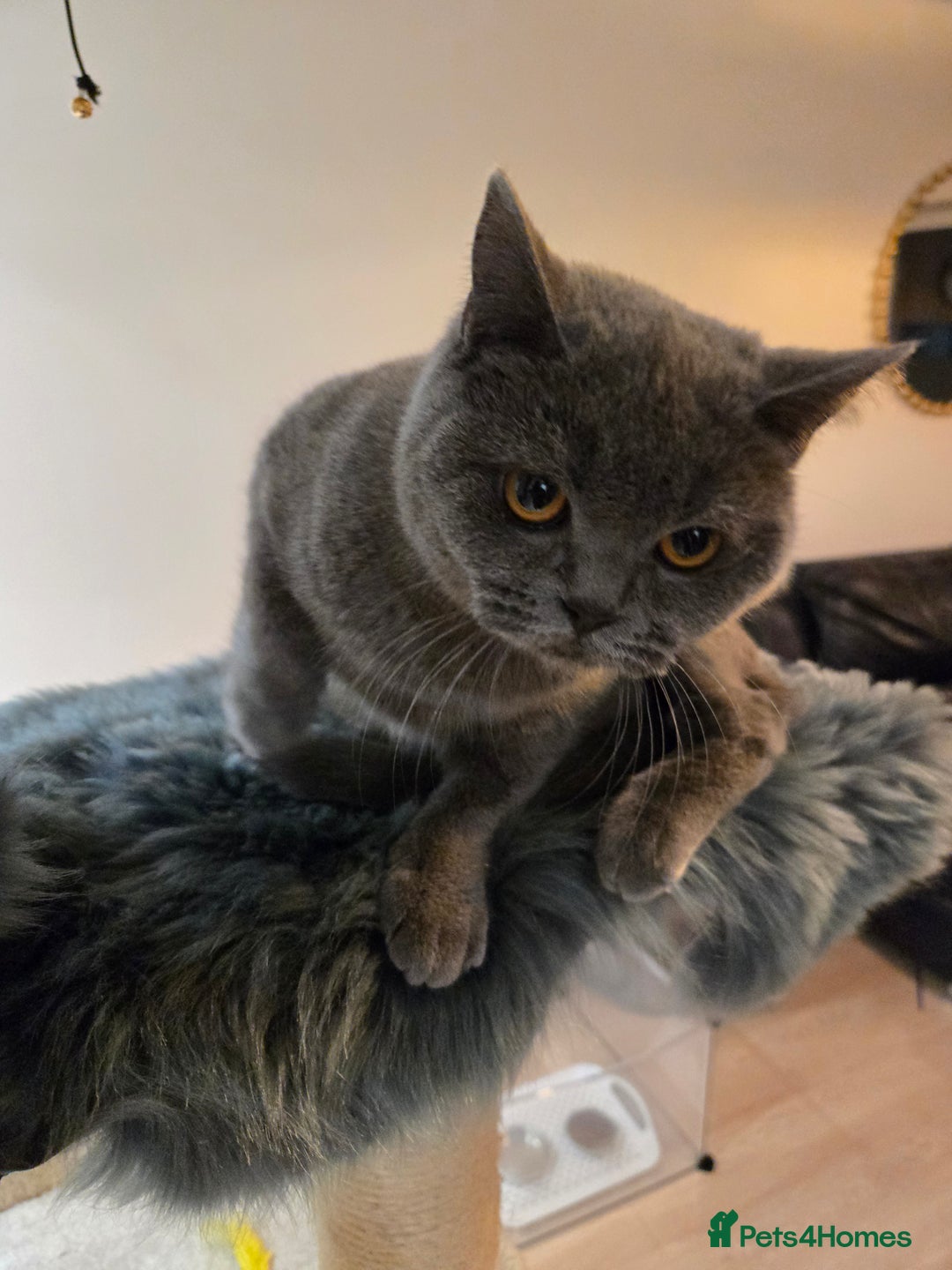 British Shorthair cats for sale: Blue British shorthair 9 months old £400 - Advert 9