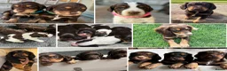 Cocker Spaniel dogs for stud: Quality WCS, fully health tested - Advert 10