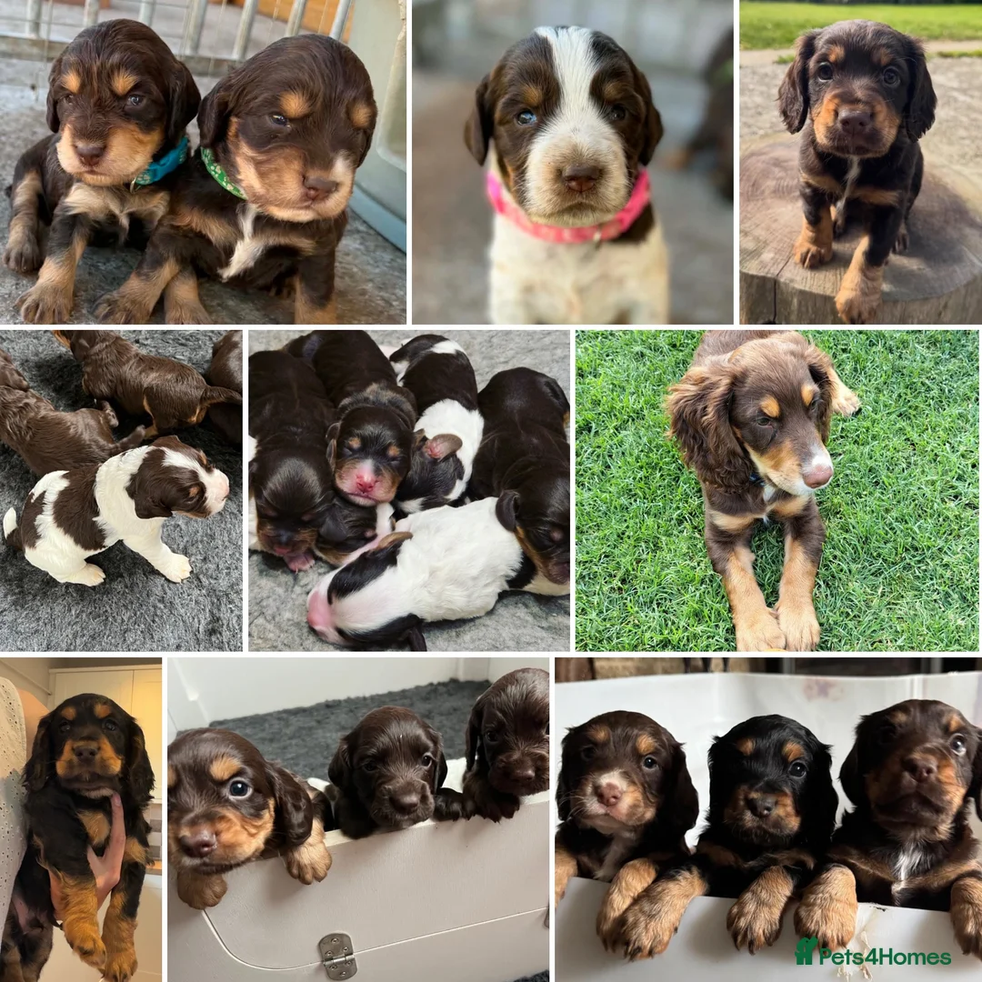 Cocker Spaniel dogs for stud: Quality WCS, fully health tested - Advert 10