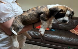 Boerboel dogs for sale: Ysterberg line Boerboel puppies  - Advert 6