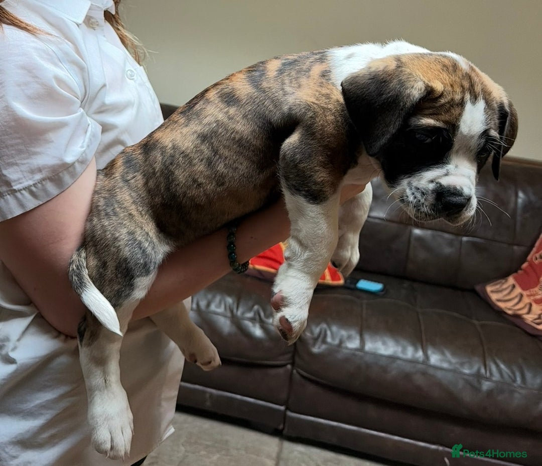 Boerboel dogs for sale: Ysterberg line Boerboel puppies  - Advert 6