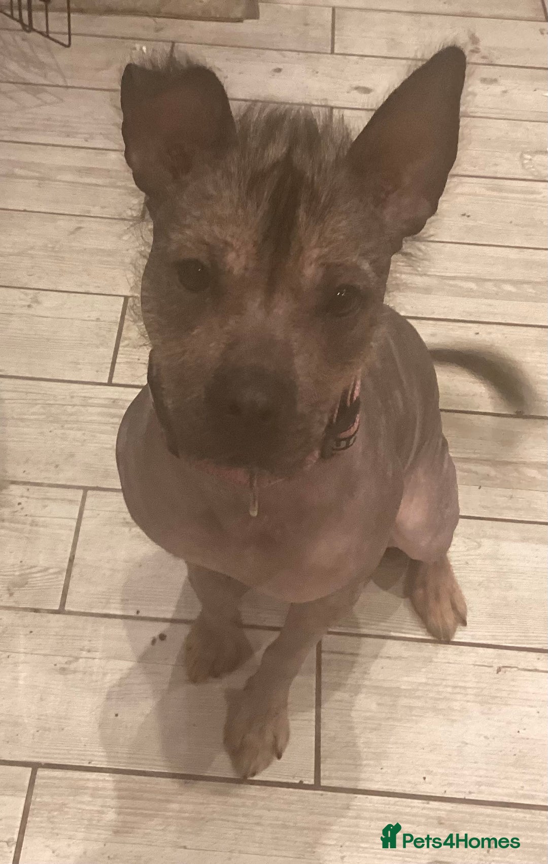 Mixed Breed dogs for sale: Hairless standard sized mixed breed girl - Advert 8