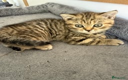 British Shorthair cats for sale: BSH x SF show quality kittens (REDUCED) - Image 35