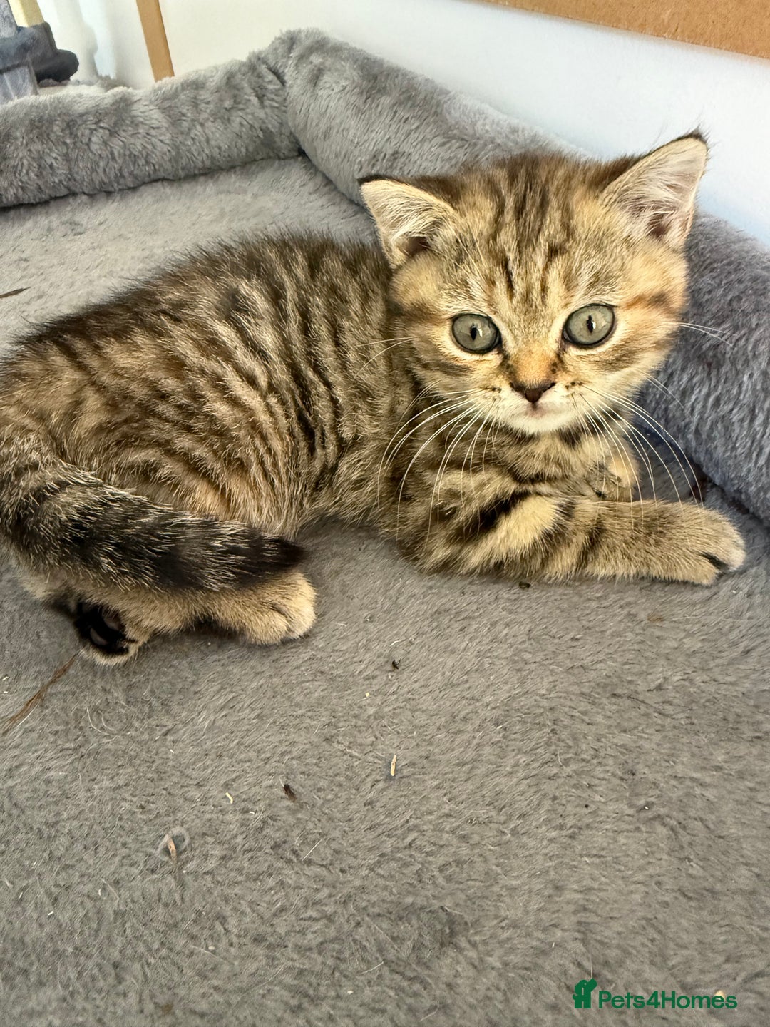 British Shorthair cats for sale: BSH x SF show quality kittens (REDUCED) - Image 35