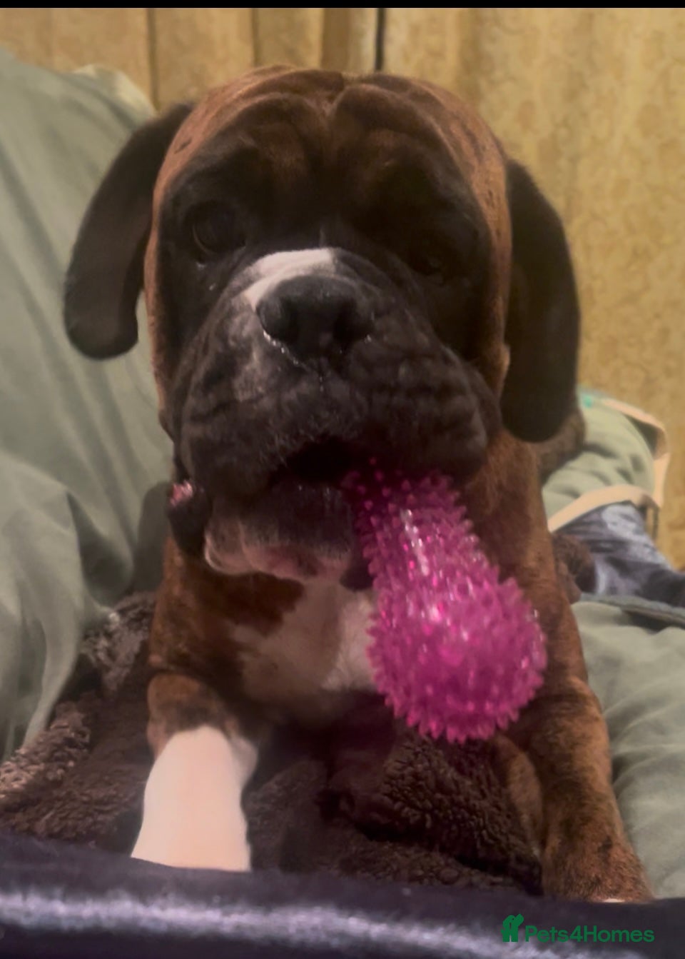 Boxer dogs adorable boxer puppies  - Advert 4